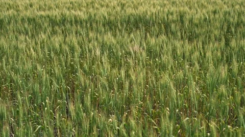 A green wheat field with the grain heads moving slowly in the wind. Focus midgro Stock Footage 292658415