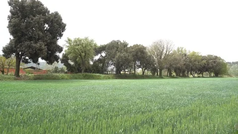Green wheat field with grove in the background on a windy day Stock Footage 107332254