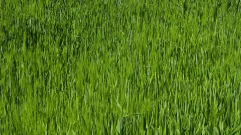 Green wheat field growing under the sun Stock Footage 240865554
