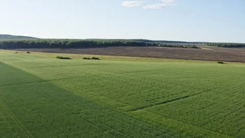 Green wheat field growing under summer sky with forest in background Video stock 301908809