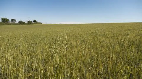 Green wheat field growing under blue summer sky Stock Photos