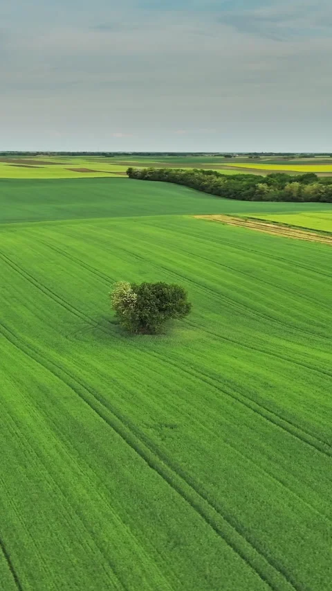 Green wheat field on hills with tree Stock Footage 346651000