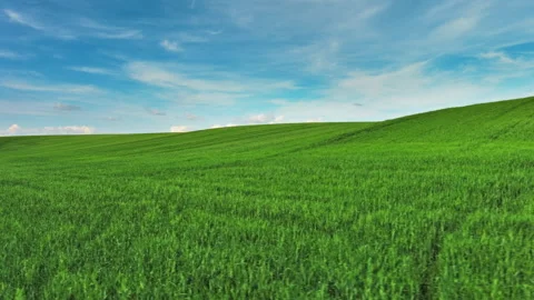 Green wheat field on hills under blue sky with clouds Stock Footage 344744261