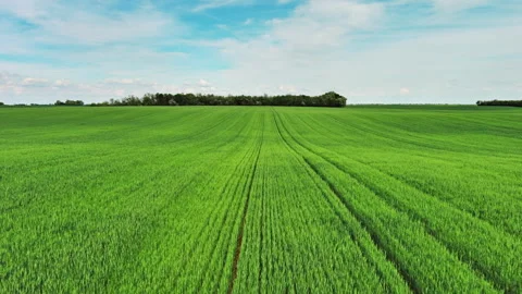 Green wheat field on hills under blue sky with clouds Stock Footage 344744289