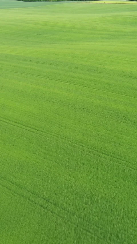 Green wheat field on hills under blue sky with clouds Stock Footage 346650175