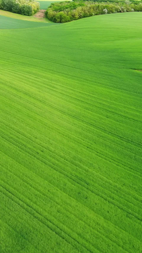 Green wheat field on hills under blue sky with clouds Stock Footage 346653051