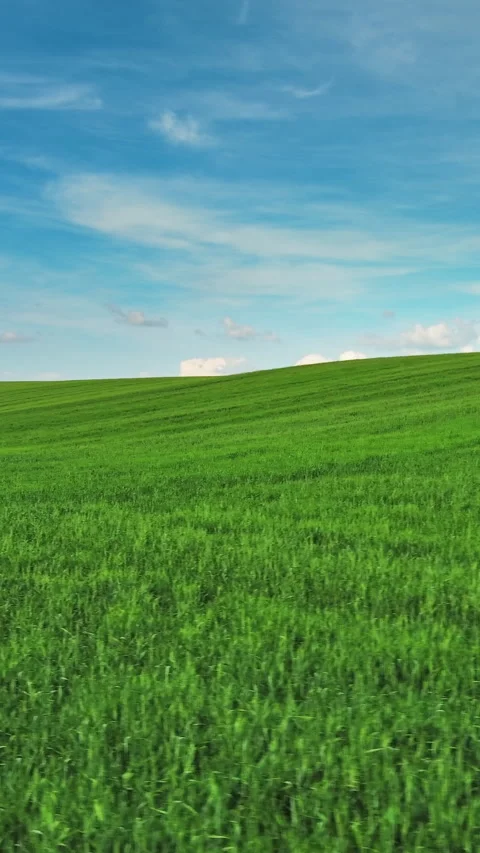 Green wheat field on hills under blue sky with clouds Stock Footage 346653836