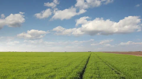 Green wheat field landscape Stock Footage 33293912
