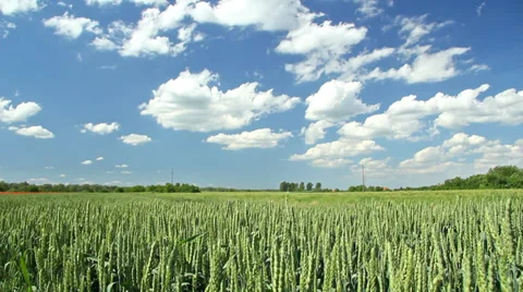 Green wheat field, landscape Stock Footage 35365465