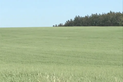 Green Wheat Field Landscape SD 15 Video stock 37378086