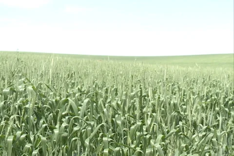 Green Wheat Field Landscape SD 16 Video stock 37378980