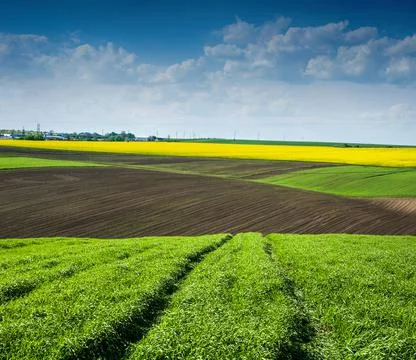 Green wheat field, lines technical rows, traces of equipment of arable land a Stock Photos