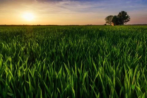 Green wheat field with lonely farmhouse in the sunset Stock Photos