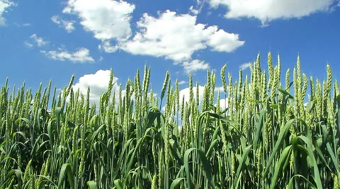 Green wheat field, low angle Stock Footage 35365428