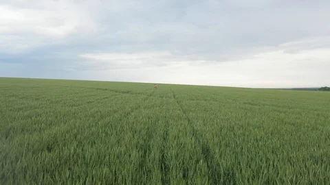 Green wheat field, a man walks in the field Stock Footage 129105334