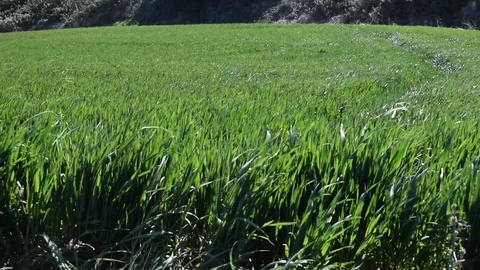 Green wheat field in motion Stock Footage 112626570
