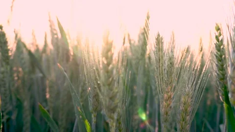 Green wheat field in motion with wind turbines in the background. Spring season. Video stock 150627951