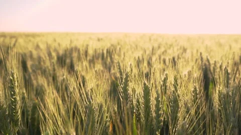 Green wheat field in motion with wind turbines in the background. Spring season. Stock Footage 150628018