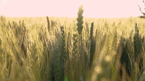 Green wheat field in motion with wind turbines in the background. Spring season. Video stock 150628063