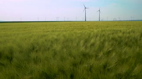 Green wheat field in motion with wind turbines in the background. Spring season. Stock Footage 150663190