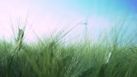 Green wheat field in motion with wind turbines in the background. Spring season. 스톡 동영상 150663223