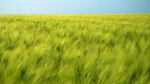 Green wheat field in motion with wind turbines in the background. Spring season. 스톡 동영상 150663271