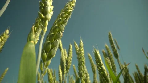 Green wheat field in motion with wind turbines in the background. Steady footage Video stock 162046151