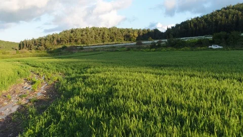 Green wheat field in mountains Stock Footage 126946222