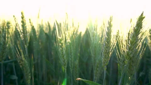 Green wheat field moving in slow motion in the sun light. Harvest season Stock Footage 150591942