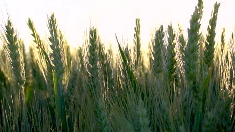 Green wheat field moving in slow motion in the sun light. Harvest season Stock Footage 150591970