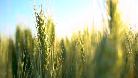 Green wheat field moving in slow motion in the sun light. Harvest season Video stock 150591986