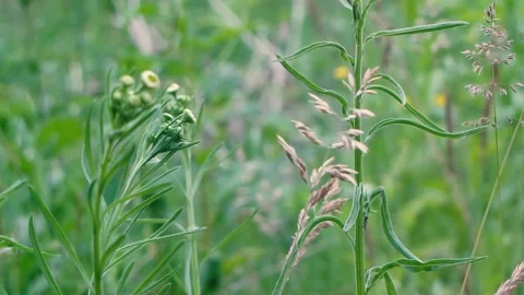 Green wheat field MVI 9341 302 Stock Footage 167926439