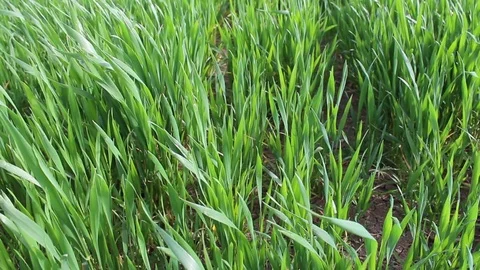 Green wheat field pan right to left HD 1080 Stock Footage 108544641