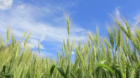 Green wheat field panning - ears on wind low angle Stock Footage 22113351