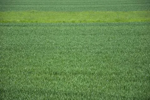 Green wheat field with a parallel pattern 스톡 사진