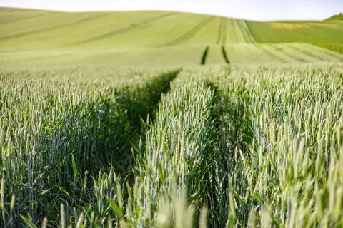 Green Wheat Field Path Stock Photos