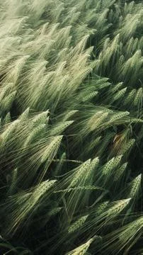 Green wheat field pattern natural Stock Photos