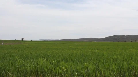Green wheat field peak at the back HD 1080 Stock Footage 108099258