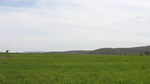 Green wheat field peak at the back HD 1080 Stock Footage 108099372