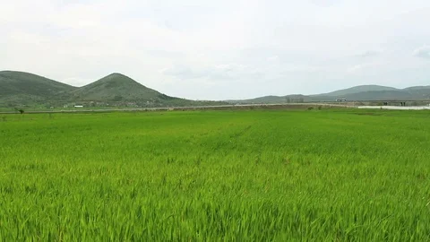 Green wheat field peak at the back HD 1080 Stock Footage 108099448