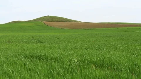 Green wheat field peak at the back HD 1080 Stock Footage 108099666