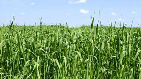 Green wheat field Stock Photos