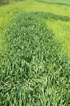 Green wheat on the field Stock Photos
