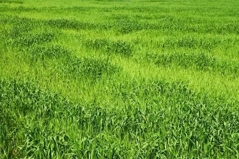 Green wheat field Stock Photos