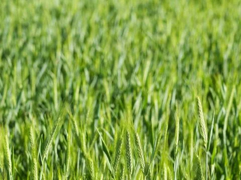 Green wheat field Foto stock