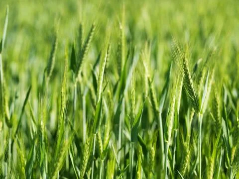 Green wheat field 스톡 사진