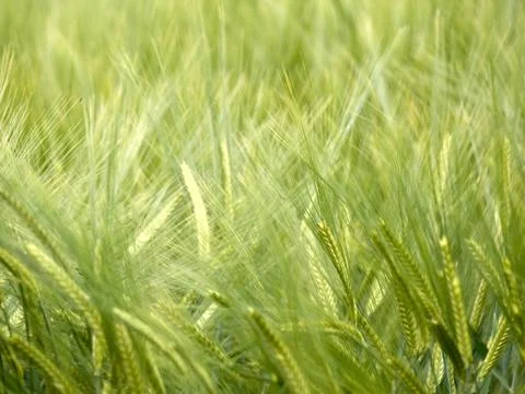 Green wheat field Фото