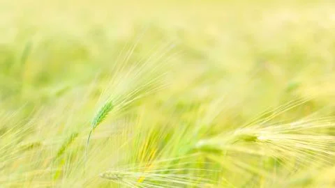 Green wheat field Stock Photos
