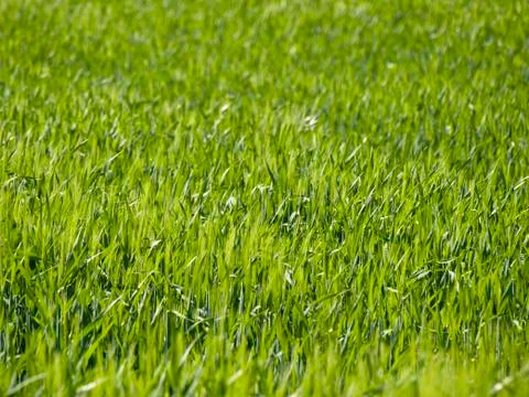 Green wheat field Foto stock
