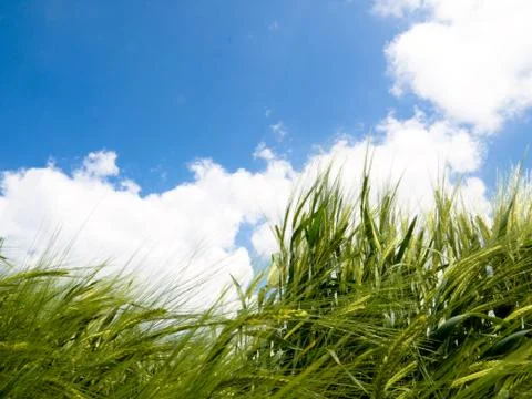 Green wheat field Stock-Fotos
